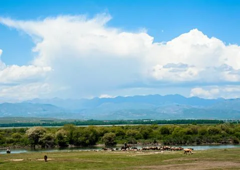Scene of grassland Foto stock