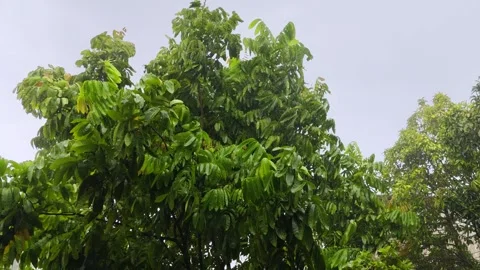 A scene of green and dense trees blowing in the strong wind Stock Footage 311513886