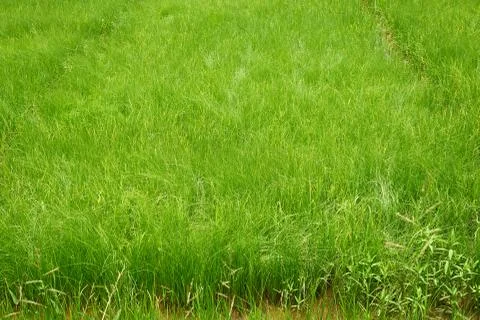 Scene of green rice field pattern Stock Photos