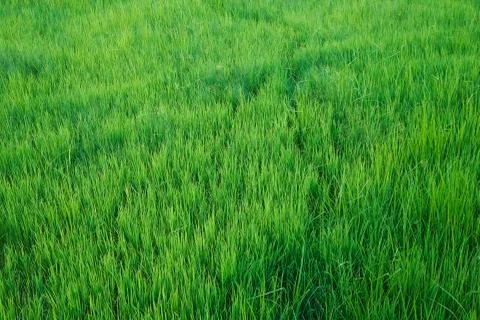 Scene of green rice field pattern Stock Photos