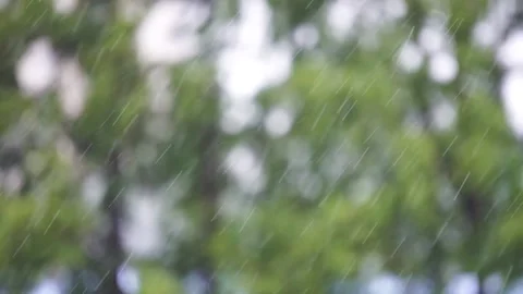Scene of heavy rain in summer, the background is the woods. Видео 150068437