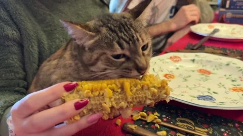 Scene of a house cat eagerly eating a corn on the cob at home Stock Footage 302455086