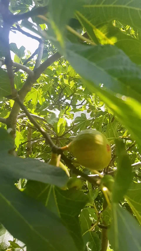 Scene from inside a fig tree hanging from a fig Stock Footage 248569421