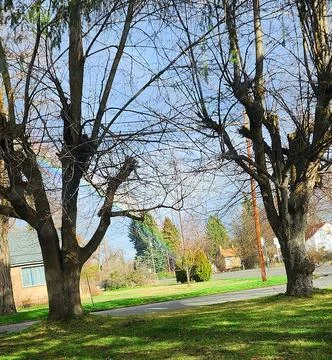 Scene with Leafless Trees and Rainbow Stock Photos