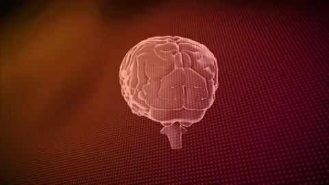 On scene load 3D wireframe brain rotating and tilting, revealing cortical folds Stock Footage 328265335