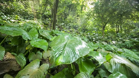 A scene looking straight into a dense tropical rain forest, taken in Philippines Video stock 119640680