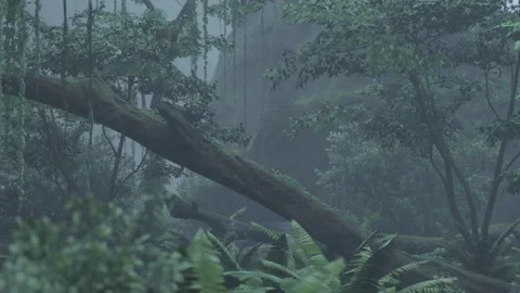 Scene looking straight into a dense tropical rain forest Stock Footage 231976792