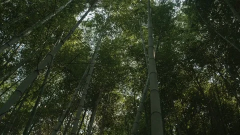 Scene of a lush forest surrounded by bamboo. Stock Footage 129789827