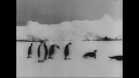 Scene of a man dancing for penguins - 1933-37 Stock Footage 98159016