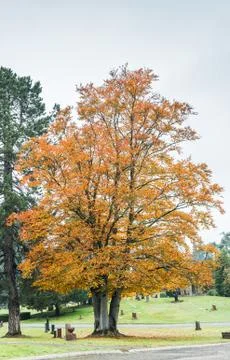 Scene of maple three when autumn in graveyard. Stock Photos