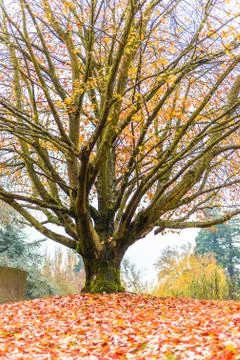 Scene of maple three when autumn in graveyard. Stock Photos