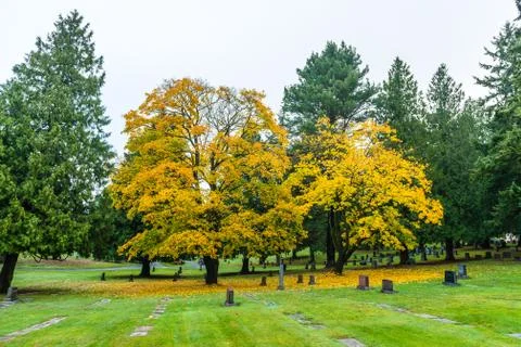 Scene of maple three when autumn in graveyard. Stock Photos
