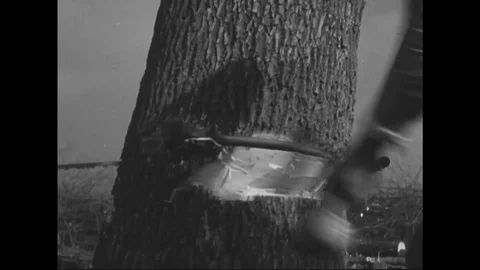 Scene of men chop tree and tree falls down - 1930 Stock Footage 103599782