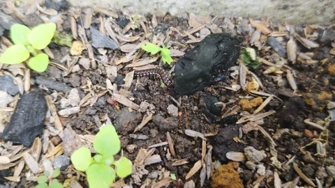 A scene of a millipede walking on the ground Stock Footage 308089435