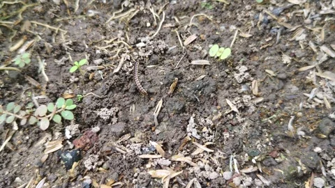 A scene of a millipede walking on the ground Stock Footage 308089492