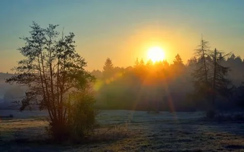 Scene misty forest with sun rays Free Stock Photos