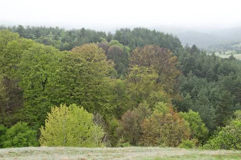 Scene with misty spring meadows, forest and singly trees in Plana mountain Stock Photos