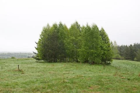 Scene with misty spring meadows, forest and singly trees in Plana mountain Stock Photos