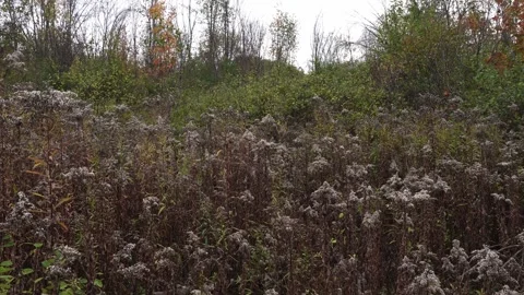 A scene of nature in all its splendor, with different species moving gently in Stock Footage 327431935