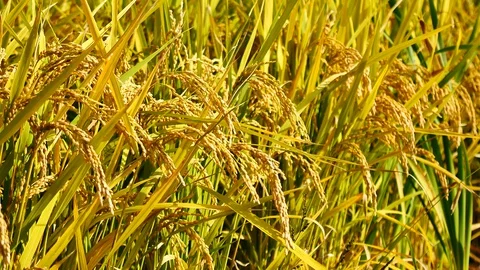 Scene of Nature views The rice fields in the rural and yellow rice trees in t Stock Footage 127956261