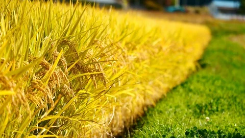 Scene of Nature views The rice fields in the rural and yellow rice trees in t Video stock 127956827