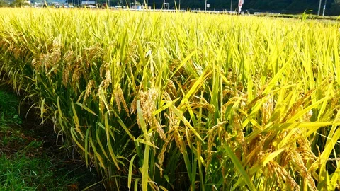 Scene of Nature views The rice fields in the rural and yellow rice trees in t Stock Footage 127957288