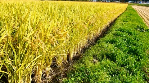 Scene of Nature views The rice fields in the rural and yellow rice trees in t Stock Footage 127957635