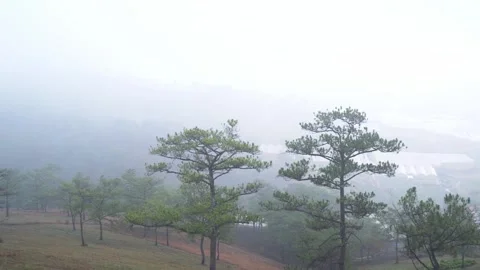 The scene of the pine forest on the hill covered with morning mist Stock Footage 157087371
