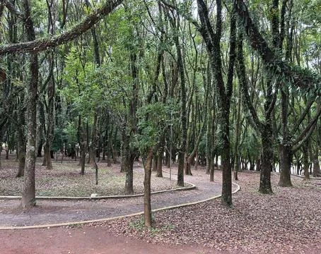 Scene of quiet path in the forest Stock Photos