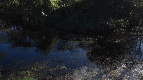 A scene with the reflection of the trees on the water's surface, as well as a 스톡 동영상 332621002