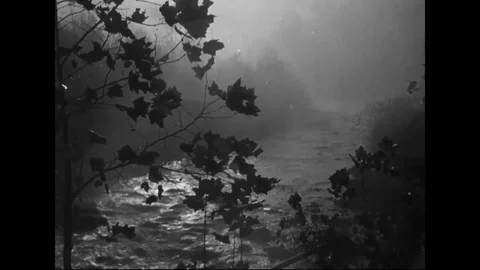 Scene of river banks along with tree in forest - 1930 Stock Footage 101712835