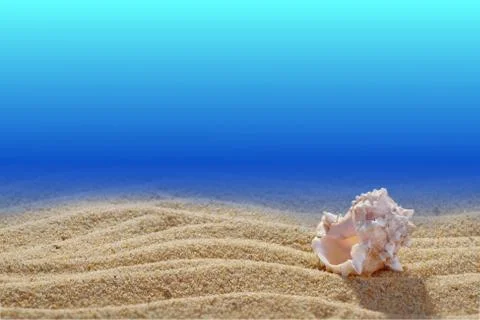 Scene of the seabed. Shell in the sand. Close-up. Blue background. Foto stock