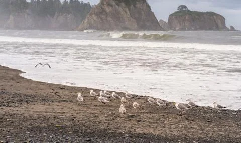 Scene of seagull on the beach with rock stack island on the background in the Stock Photos