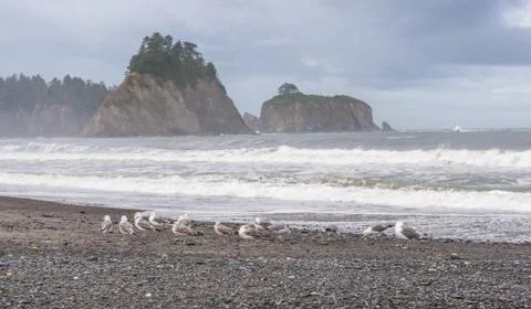 Scene of seagull on the beach with rock stack island on the background in the Stock Photos