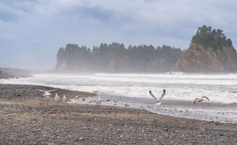 Scene of seagull on the beach with rock stack island on the background in the Stock Photos