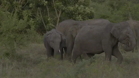 A scene with several young elephants Stock Footage 294396381