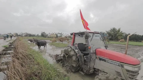 Scene shot in the fields of Hoi An-Vietnam, with a tractor and buffalo Stock Footage 260355271