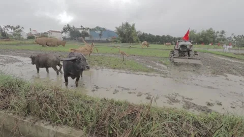 Scene shot in the fields of Hoi An-Vietnam, with a tractor and buffalo Stock Footage 260355291