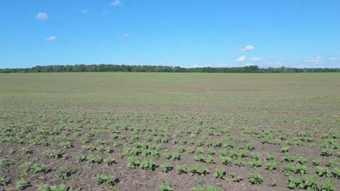 The scene showcases vast agricultural fields blanketed with young crops, all Stock Footage 329358001