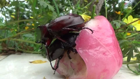 The scene shows beetles crawling and a hand catching them Stock Footage 334646959