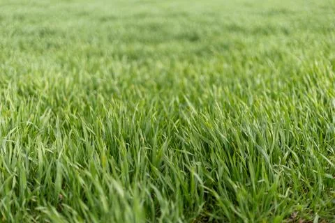The scene shows a thick patch of fresh green grass in a sunny field. The sun  Stockfoto's