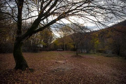 Scene of a single swing hanging from tree branch in autumn forest. Azerbaijan Stock Photos