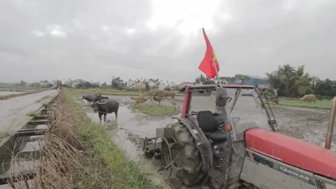 Scene Slow shot in the fields of Hoi An-Vietnam, with a tractor and buffalo Stock Footage 260355276