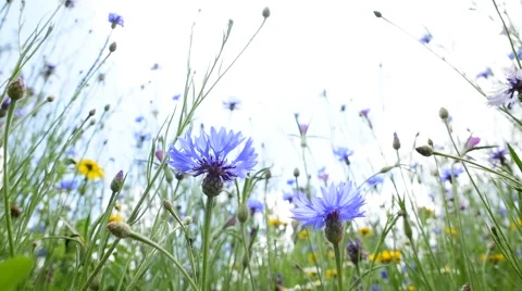 Scene of soft focus slow motion wind blow the flower under blue sky white cloud Stock Footage 65032208