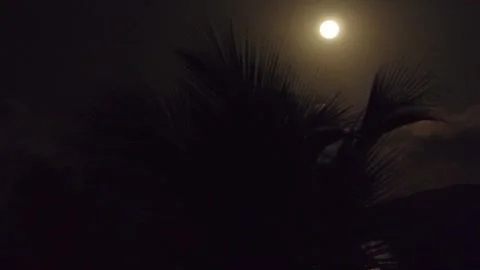 Scene Stockers - Moon Through Trees Stock Footage 271717871