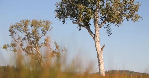 Scene Stockers - Tree Focus Behind Grass Stock Footage 273012855