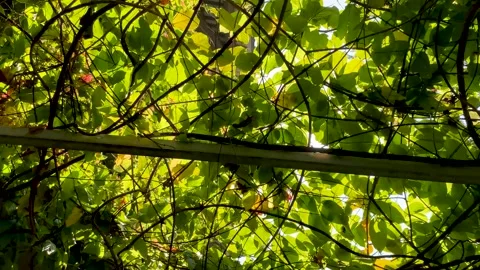 Scene of sun light through leaf in Khanh An Monastery, Ho Chi Minh City, Viet Stock Footage 221838181