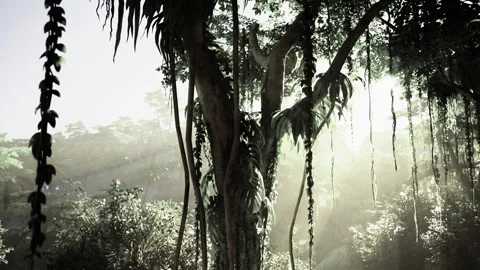 Scene of sunlit banyan with dangling roots and surrounding mist 스톡 동영상 335595836