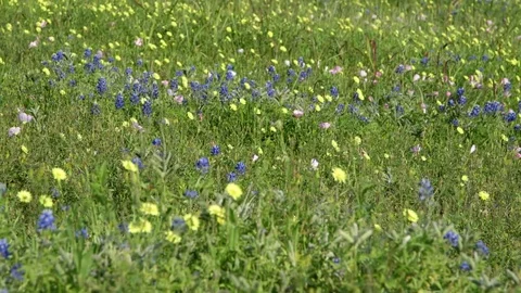 Scene of Texas bluebonnets in an open field Stock Footage 74535275