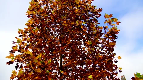 Scene of tree covered with dry leaves Stock Footage 146007597